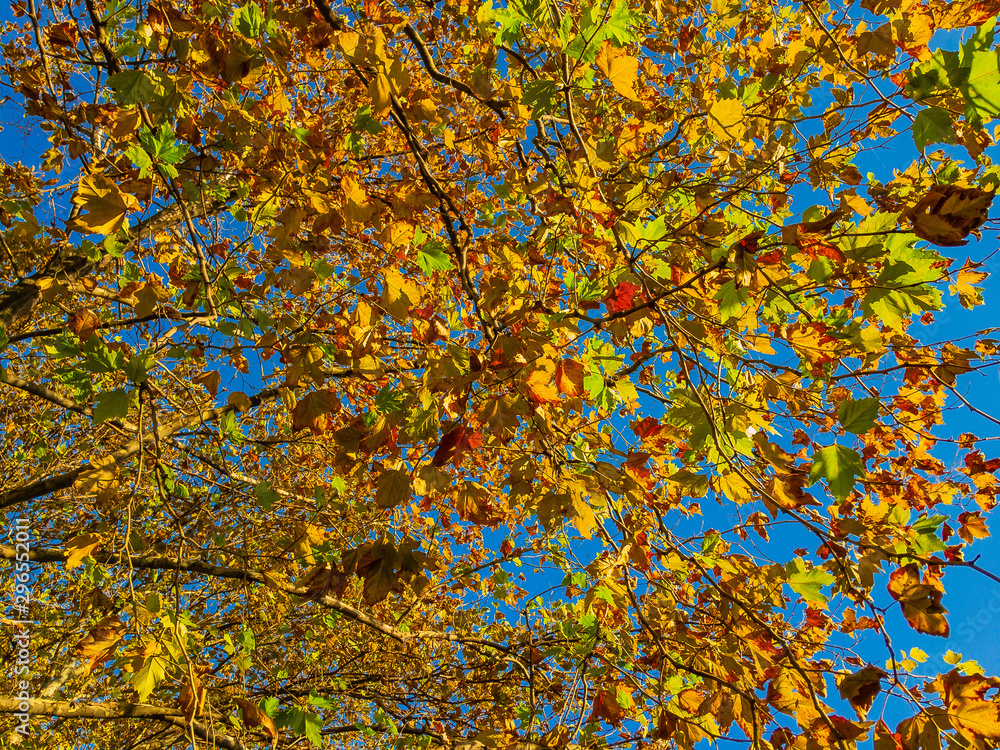 Bright beautiful yellow leaves of a plane tree grow on tree branches on a sunny autumn day against a blue cloudless sky. Bright beautiful yellow leaves of a plane tree grow on tree branches on a sunny autumn day against a blue cloudless sky.