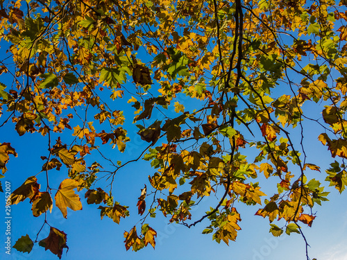 Bright beautiful yellow autumn leaves of a plane tree grow on the branches of a tree on a sunny day against a blue cloudless sky.