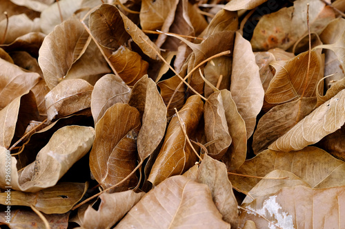 pile of autumn dry brown leaf