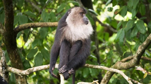 An Old World monkey called lion tailed macaque scratching itself.  It is endemic to the Western Ghats, Kerala, India. - Slow Motion  photo