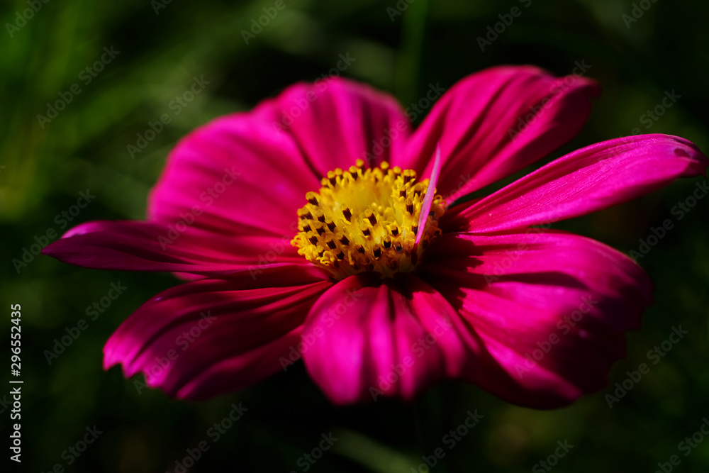 closeup yellow pollen of pink cosmos flower closeup yellow pollen of pink cosmos flower