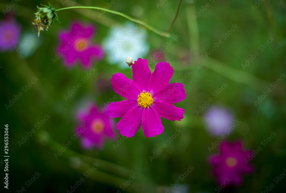 Beautiful blooming bright pink cosmos flower, growing in the garden. Summer nature. Beautiful blooming bright pink cosmos flower, growing in the garden. Summer nature.