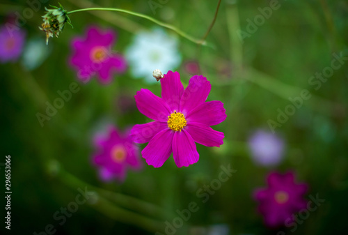 Beautiful blooming bright pink cosmos flower  growing in the garden. Summer nature. 