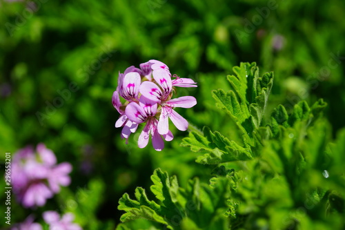 Pink flowers of citronella geranium (pelargonium odorantissimum)
