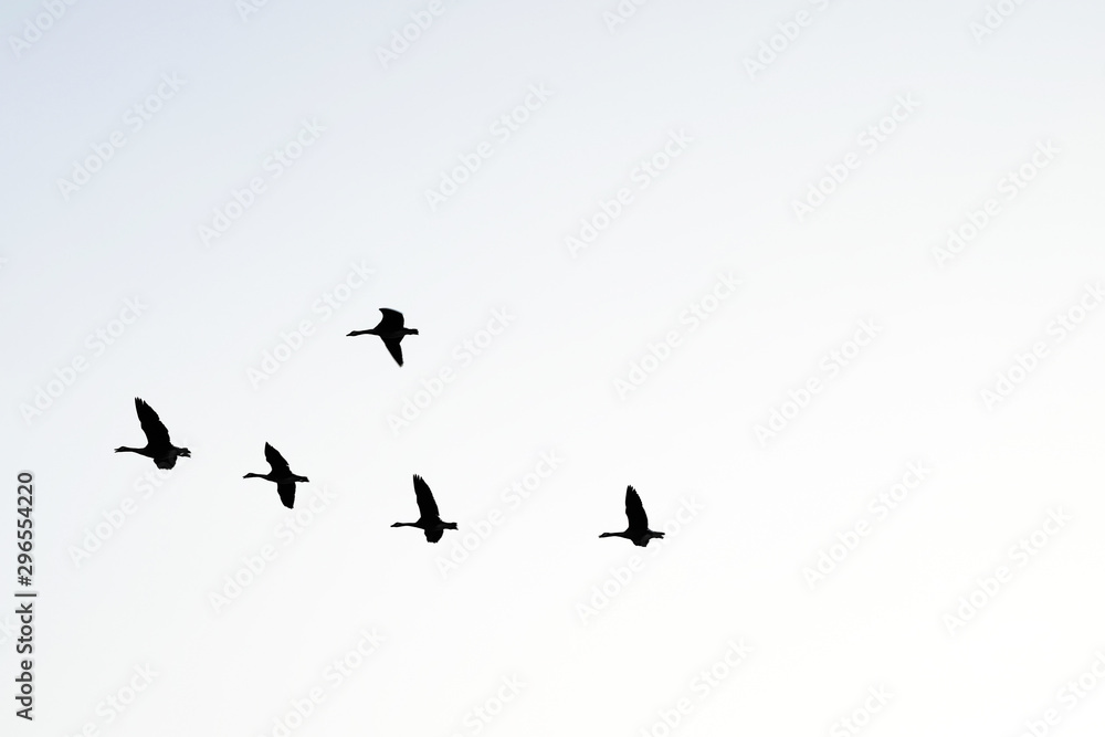 Flying Birds in the Sky in Black and White Flying Birds in the Sky in Black and White