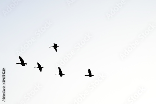Flying Birds in the Sky in Black and White