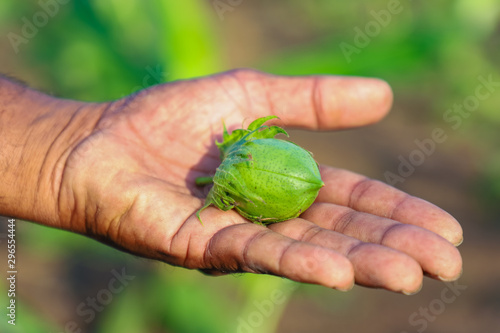 Fresh Cotton fruit in hand 