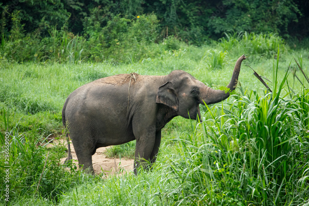 Fototapeta premium Thai Elephant in jungle