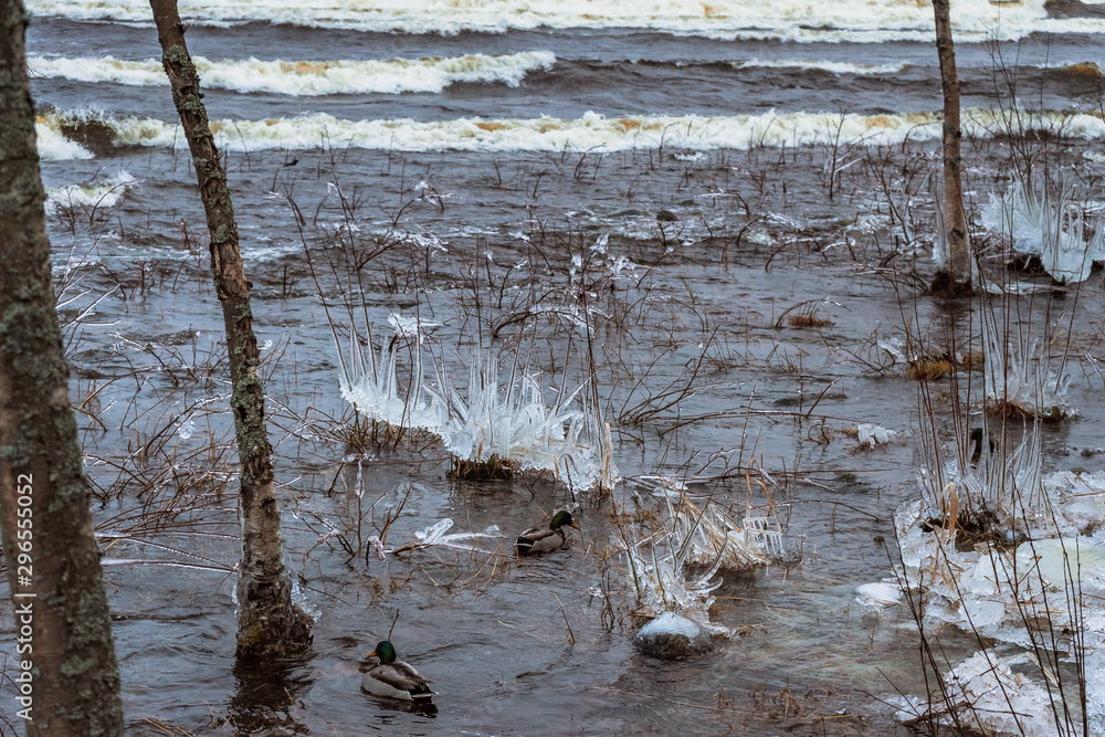 icy plants in the waters of a winter lake icy plants in the waters of a winter lake
