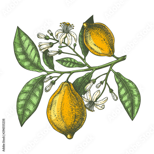 Hand drawn citrus fruits - Lemon branch. Vector sketch of highly detailed lemons tree with leaves, fruits and flowers sketches. Watercolor style citrus plants illustration.