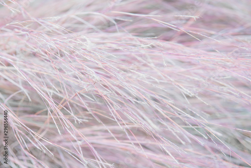 Macro texture of Dry seeds of reed