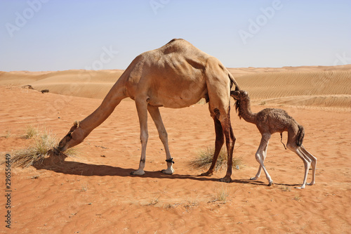 Kamelmutter mit Kind