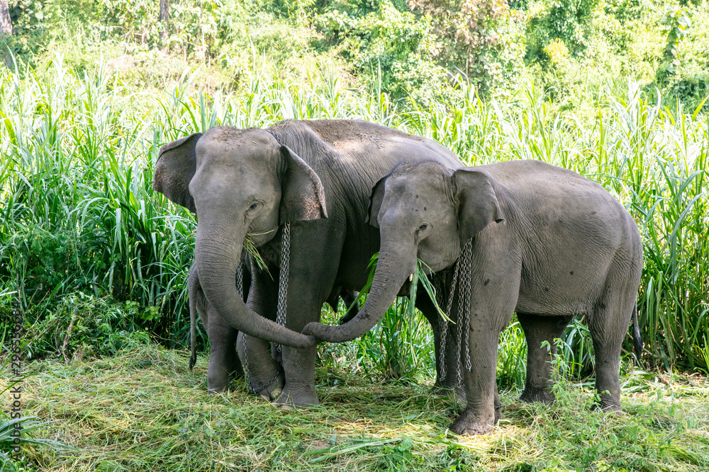 Thai Elephant in jungle