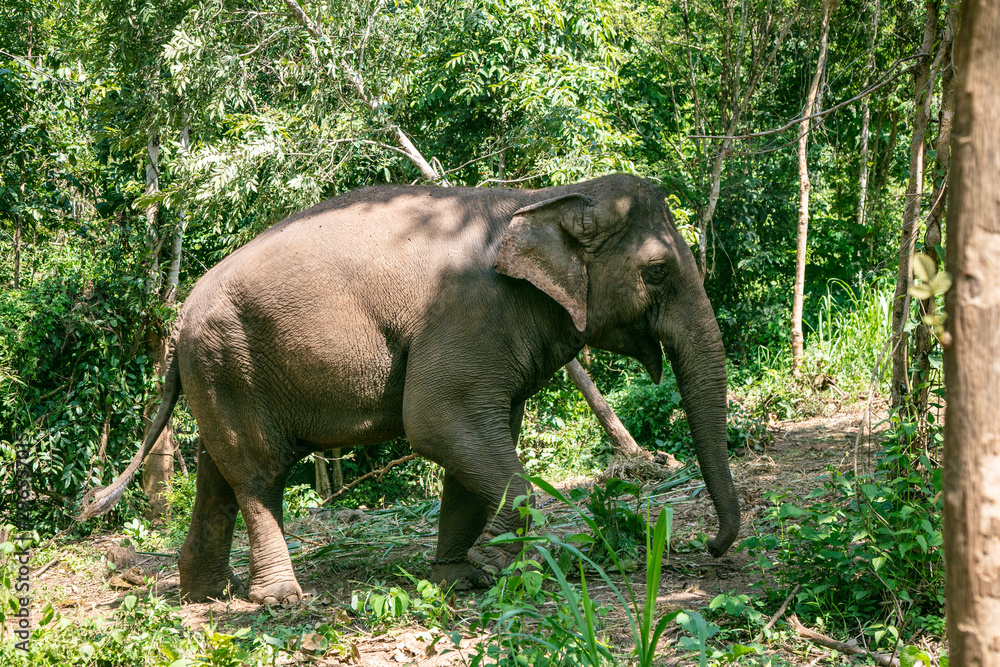 Fototapeta premium Thai Elephant in jungle