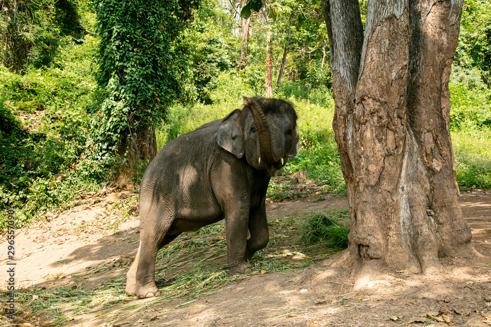 Obraz premium Thai Elephant in jungle