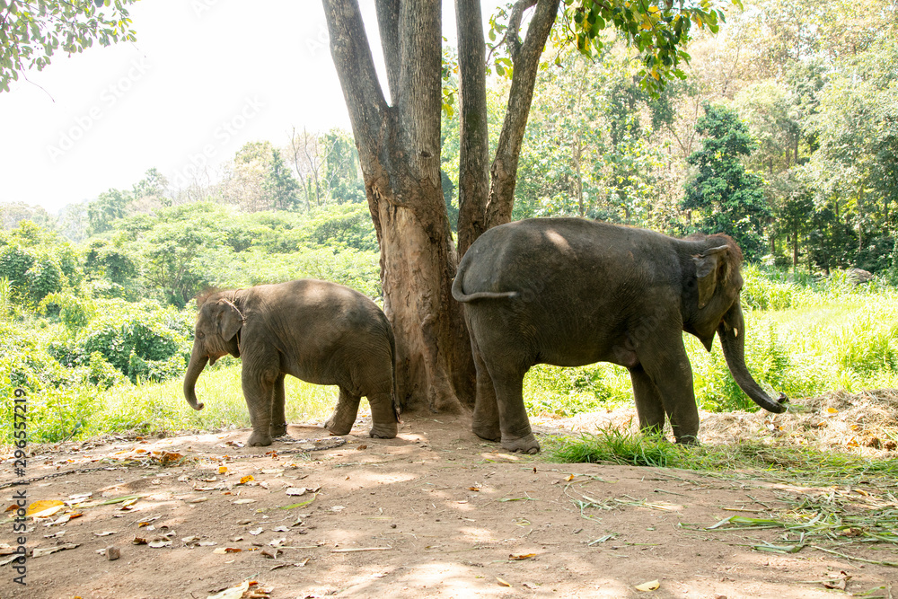 Fototapeta premium Thai Elephant in jungle