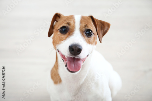 Beautiful Jack Russell Terrier dog sitting on the floor © 5second