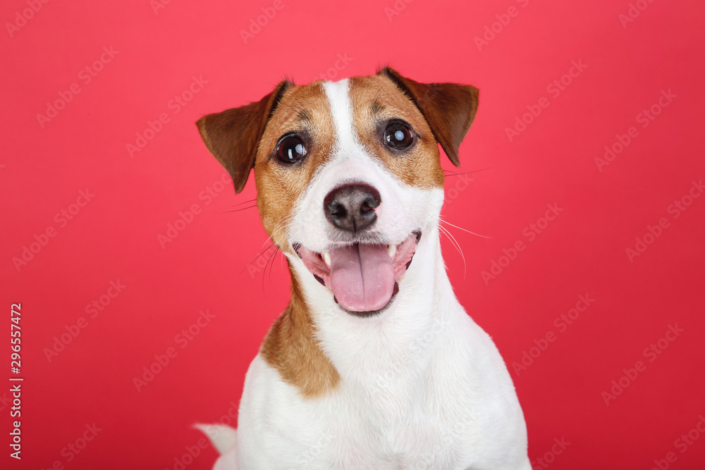 Beautiful Jack Russell Terrier dog on red background