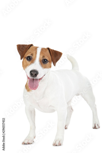 Beautiful Jack Russell Terrier dog isolated on white background © 5second
