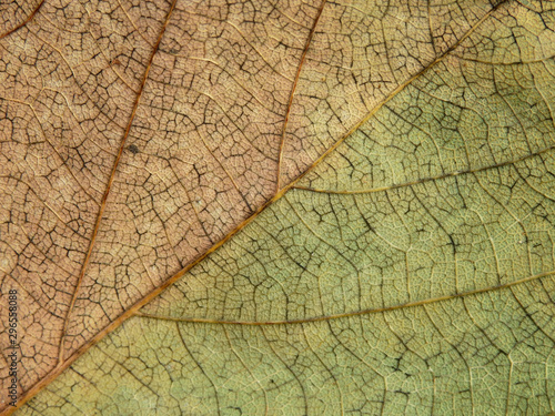autumn dry leaf texture © srckomkrit