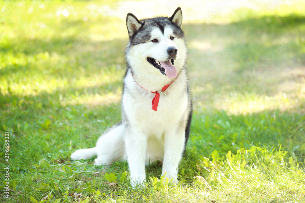 Malamute dog sitting on the grass in park