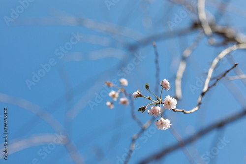 季節外れの桜開花 © cozy