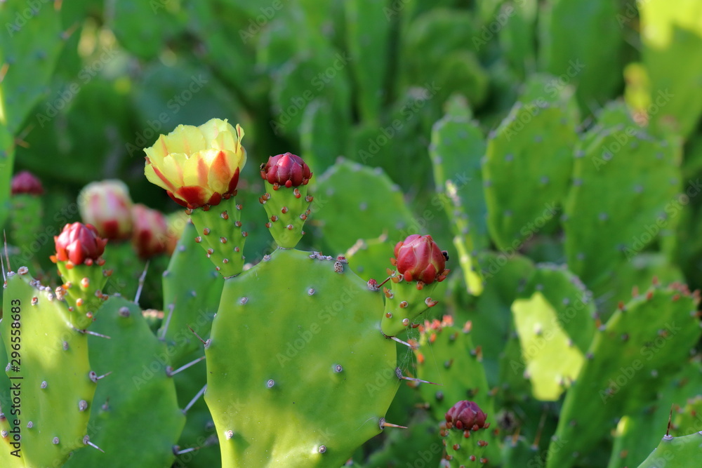 Obraz premium 室戸岬の海岸に自生するウチワサボテン（高知県）