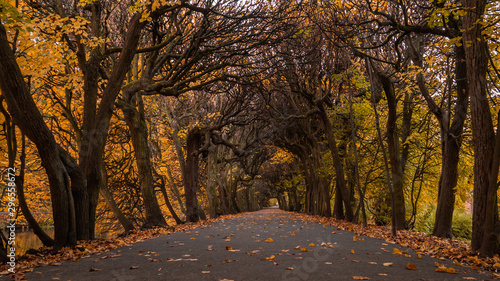 Photos Scenic alley in the Oliwa park in autumn scenery