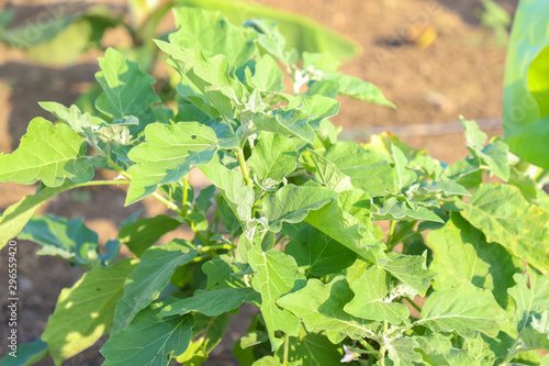 eggplant field in indian farm 