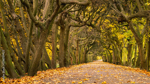 Photos Scenic alley in the Oliwa park in autumn scenery