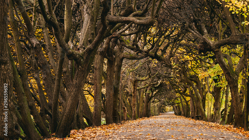 Obraz na plátně Scenic alley in the Oliwa park in autumn scenery
