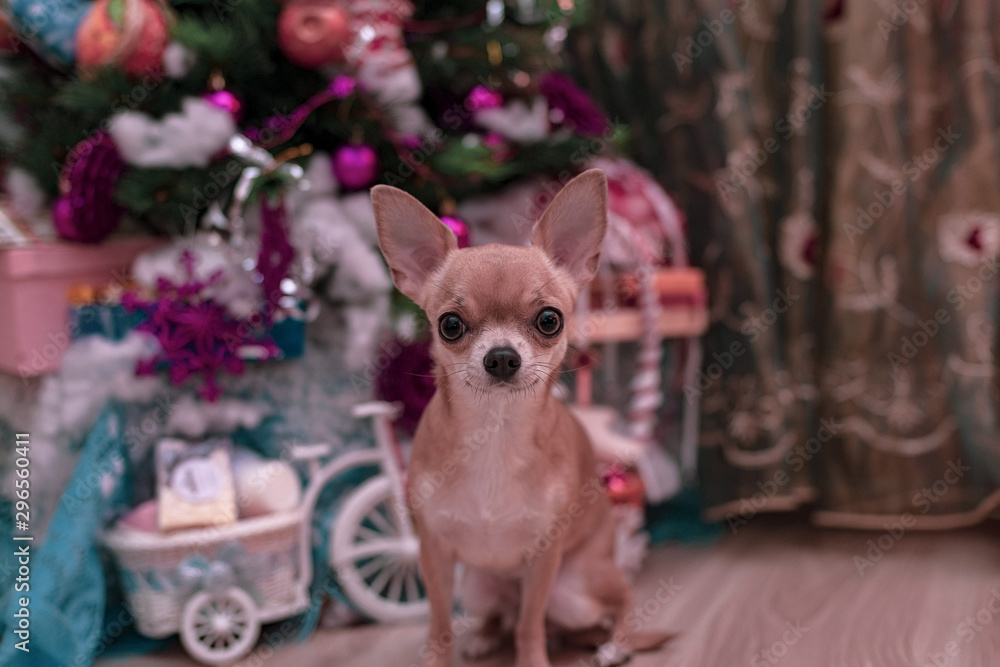Smooth-haired Chihuahua dog on a Christmas background. New year concept. Portrait of smooth-haired beige Chihuahua against the beautiful bokeh Smooth-haired Chihuahua dog on a Christmas background. New year concept. Portrait of smooth-haired beige Chihuahua against the beautiful bokeh
