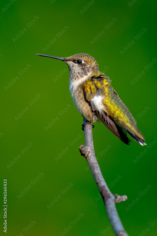 Fototapeta premium A Ruby-throated Hummingbird perched with green background.