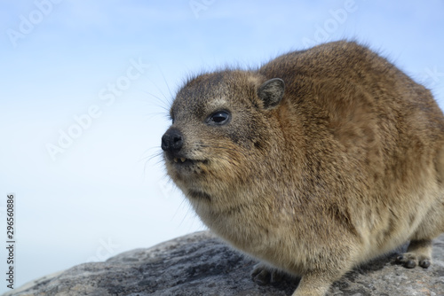 Dassie, Dasi, South African Animal Dassie, Rock Hyrax, Cape Hyrax, cape town, south africa, photographer la vi, la vi, la vi photography, rock hyrax, hyracoidea, like bunny, like rabbit from south afr