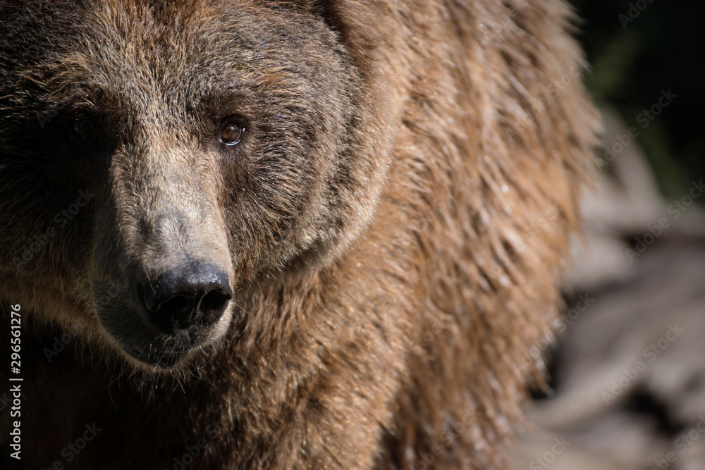 Retrato de un oso pardo en españa Retrato de un oso pardo en españa