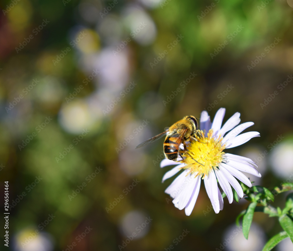 Drone (bee) on a аster amellus flower, background dark bokeh blurr. Drone (bee) on a аster amellus flower, background dark bokeh blurr.