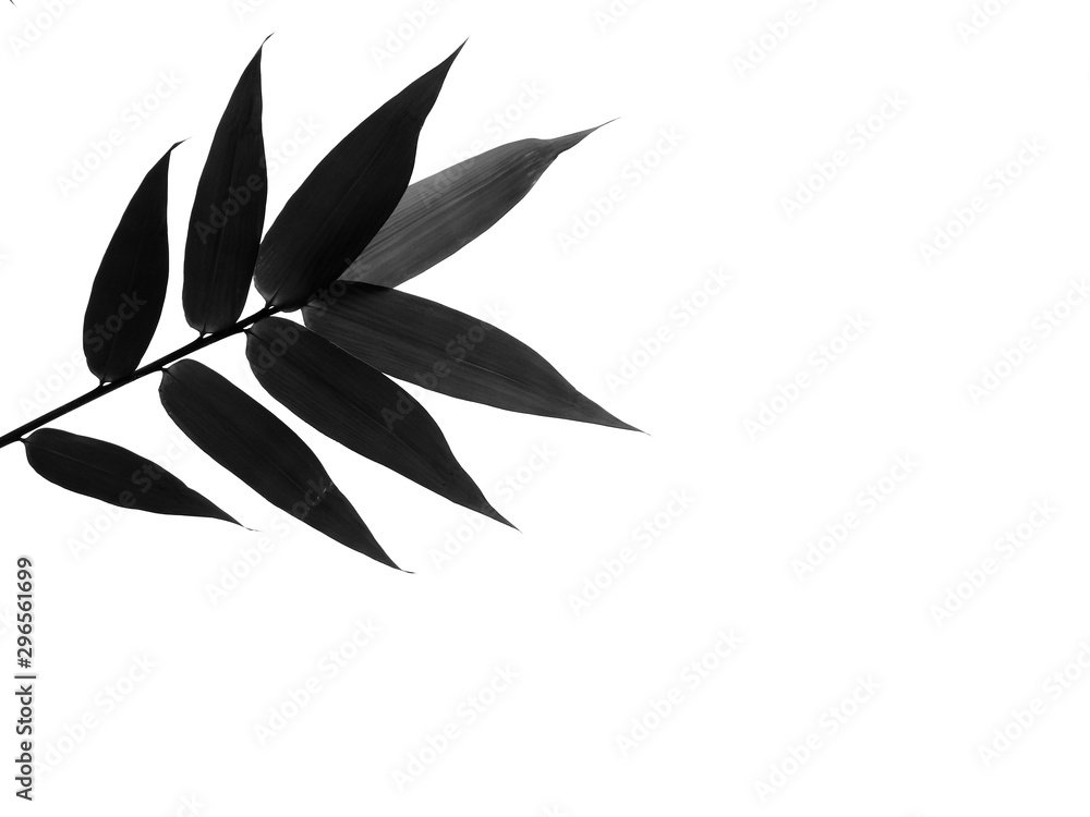 black and white bamboo leaf on white background