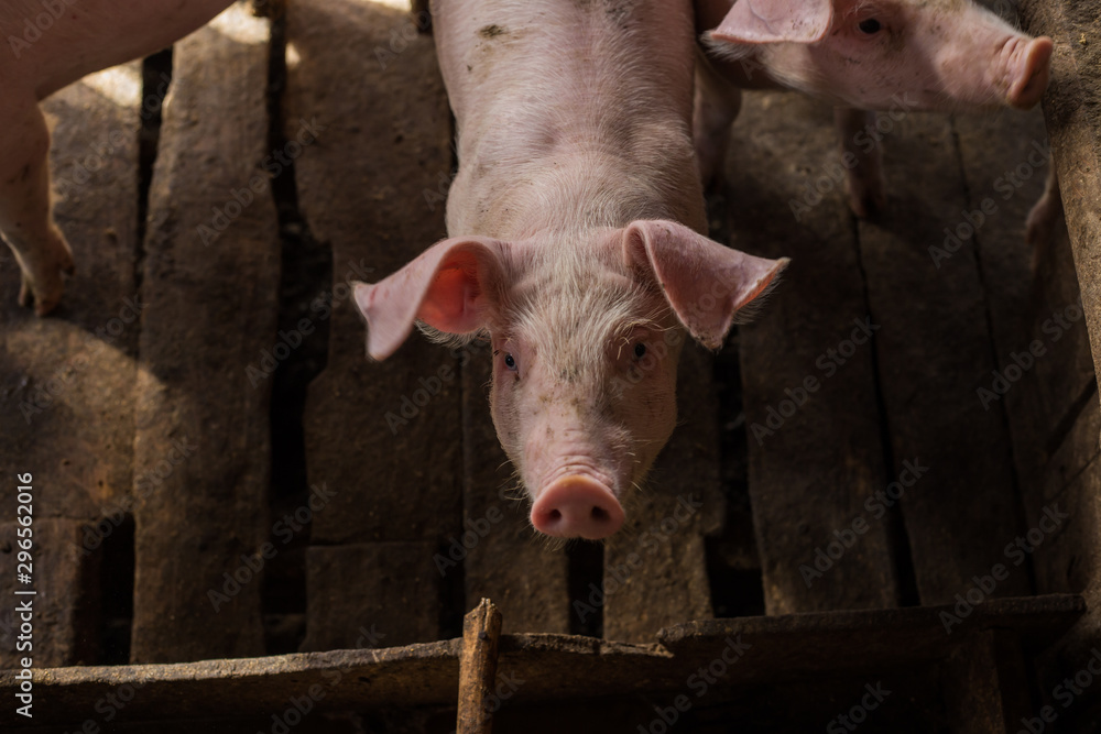 Dirty pig livestock rural farm Dirty pig livestock rural farm