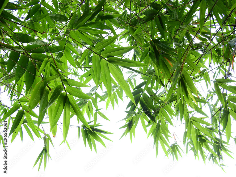 bamboo leaf on white background