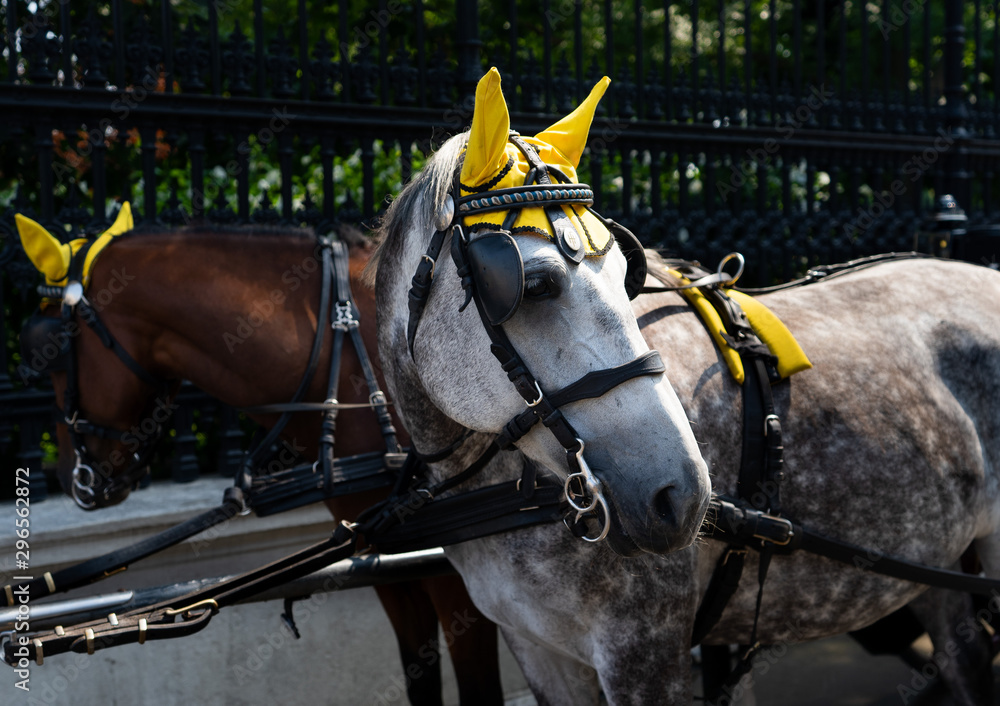 Obraz premium hackney carriages in Vienna horses with yellow ear horns