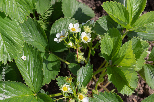 strawberry flowers in the garden