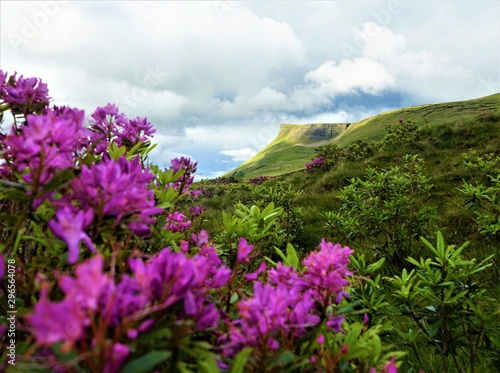 Hill Top Behind Fuchsia Flowers