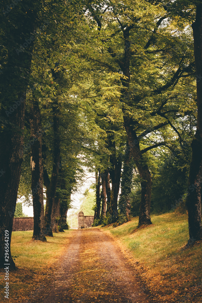 Obraz premium allée d'arbres vers un portail