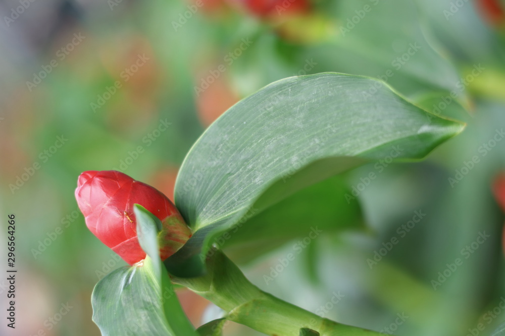 Red flowers used for garden decoration.