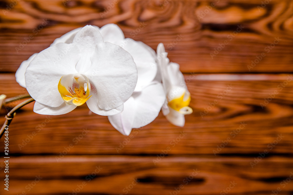 A branch of white orchids on a brown wooden background A branch of white orchids on a brown wooden background