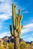 Cactus against mountain background
