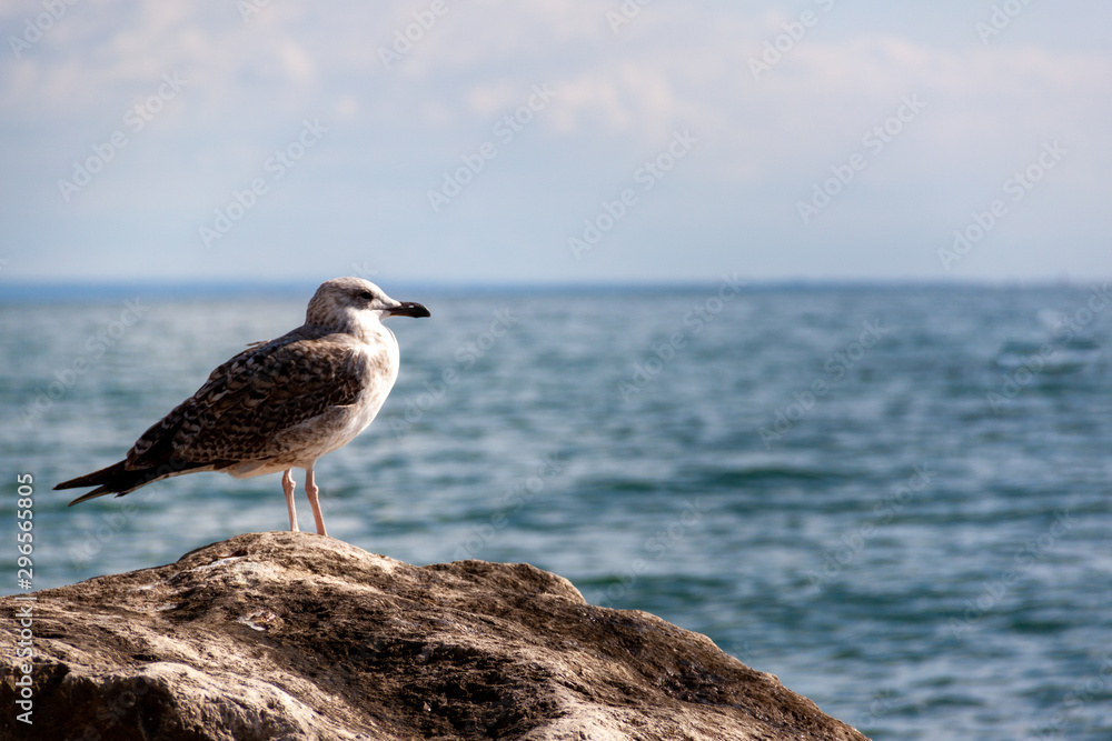 Vogel Möve am Meer auf einem felsen Vogel Möve am Meer auf einem felsen