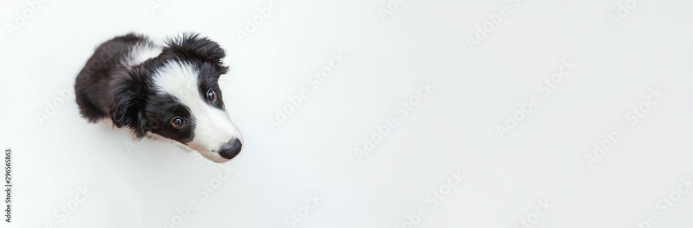Funny studio portrait of cute smilling puppy dog border collie isolated on white background. New lovely member of family little dog gazing and waiting for reward. Pet care and animals concept. Banner - obrazy, fototapety, plakaty 
