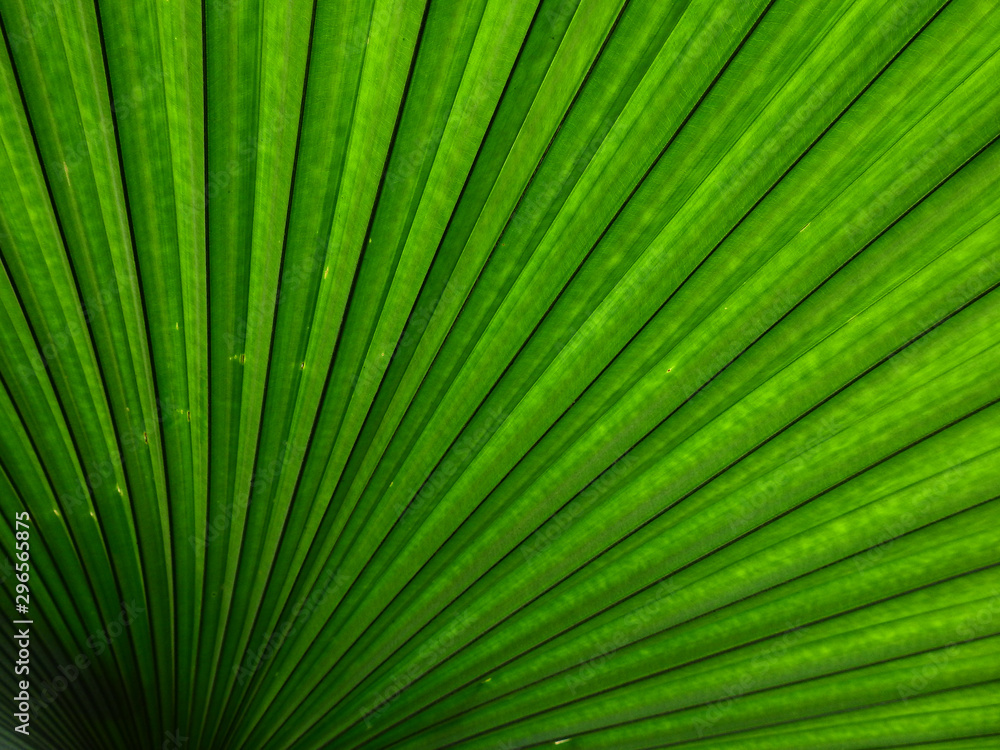 texture of green palm leaves with line texture of green palm leaves with line