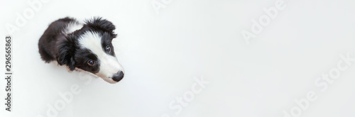 Funny studio portrait of cute smilling puppy dog border collie isolated on white background. New lovely member of family little dog gazing and waiting for reward. Pet care and animals concept. Banner